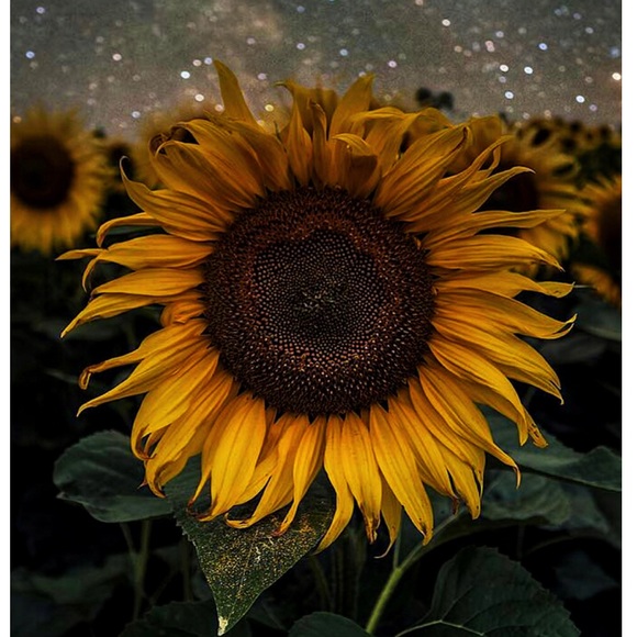 shabbysunflower
